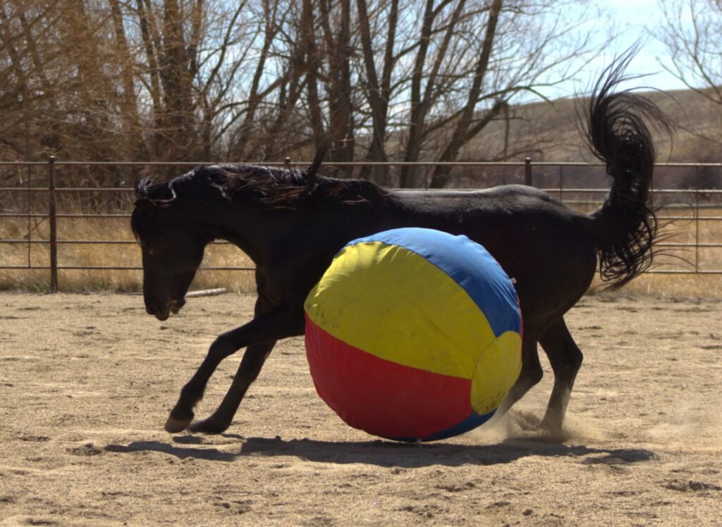 A black Morgan stallion at liberty in an arena on an early spring day.