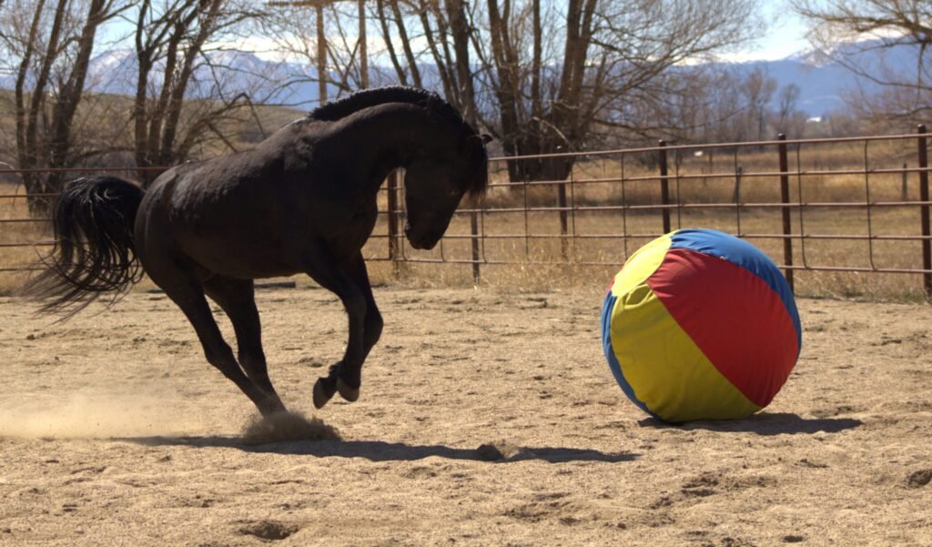 A black Morgan stallion at liberty in an arena on an early spring day.