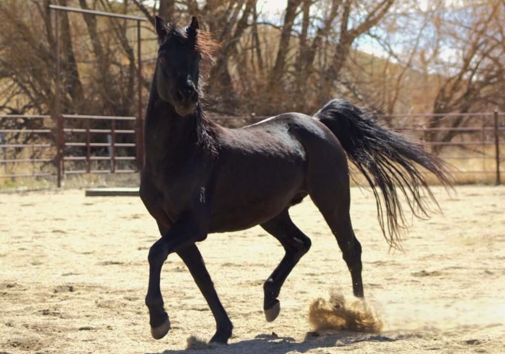 A black Morgan stallion at liberty in an arena on an early spring day.