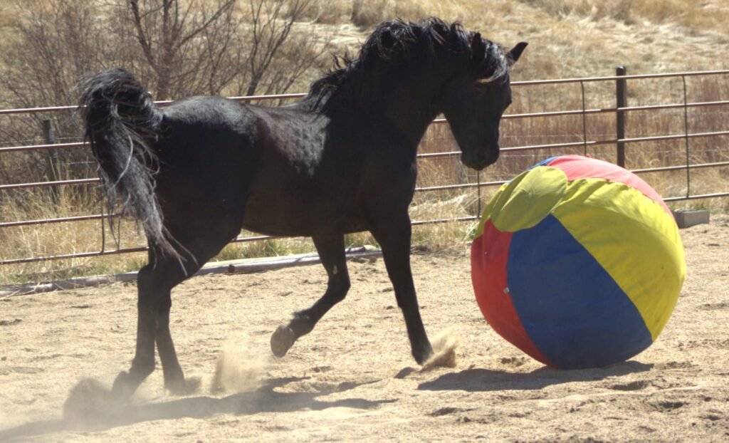 A black Morgan stallion at liberty in an arena on an early spring day.