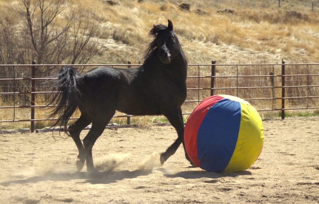 A black Morgan stallion at liberty in an arena on an early spring day.