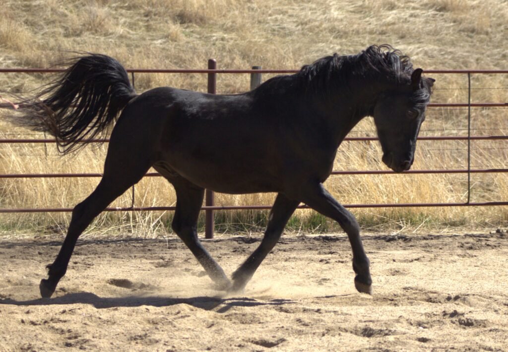 A black Morgan stallion at liberty in an arena on an early spring day.