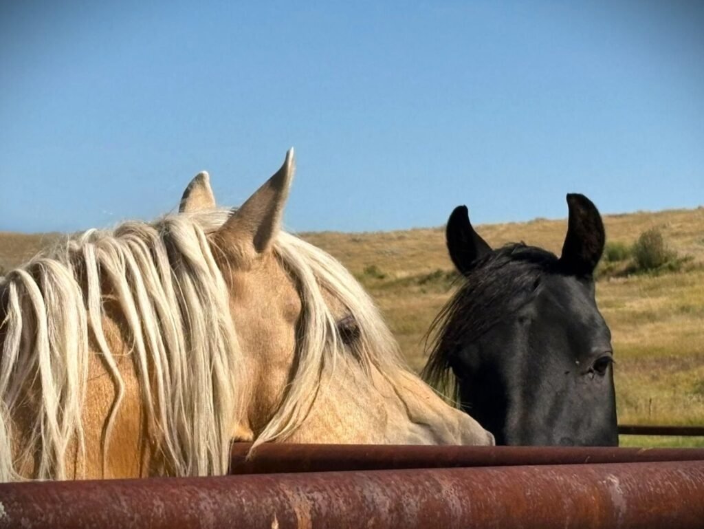 Silver and chief pipe fence