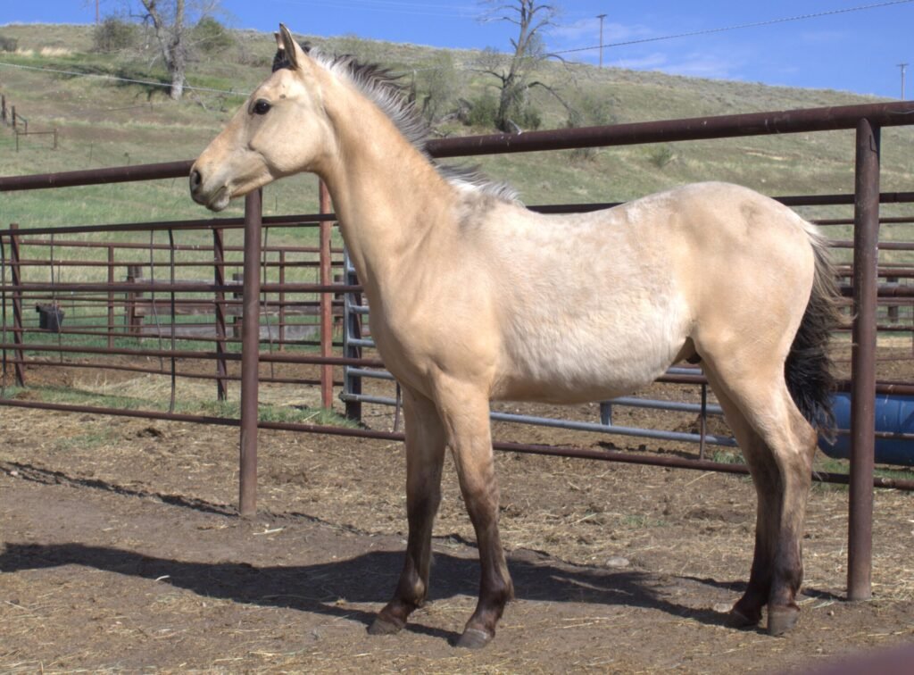 A young dunskin Morgan colt in a pipe corral on a sunny day.