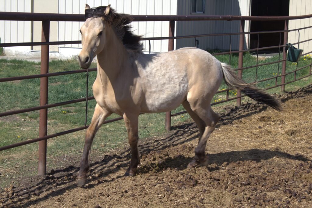 A young dunskin Morgan colt in a pipe corral in the sunshine on a spring day.