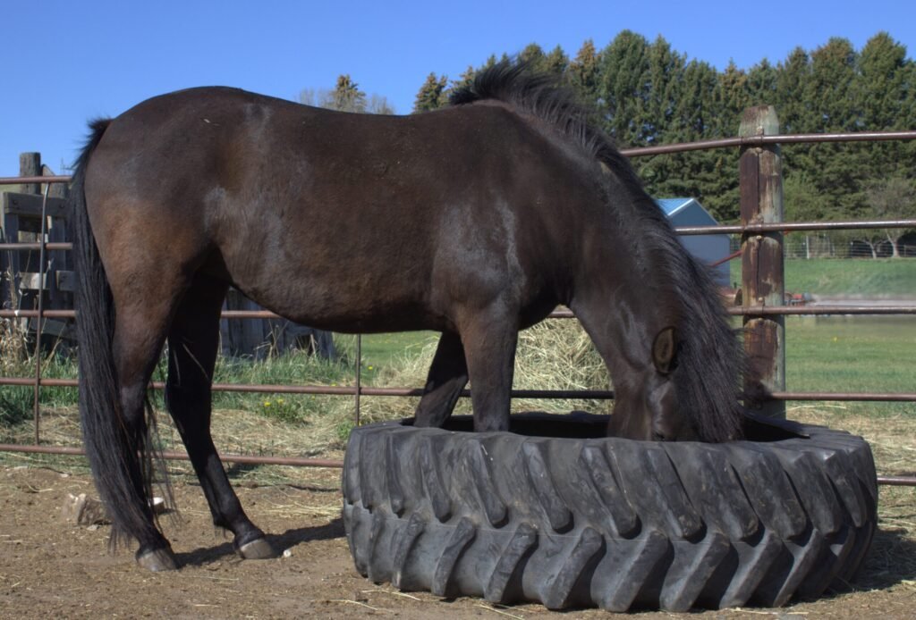 A young black Morgan mare with her head in a tire feeder in the corral on a sunny day.
