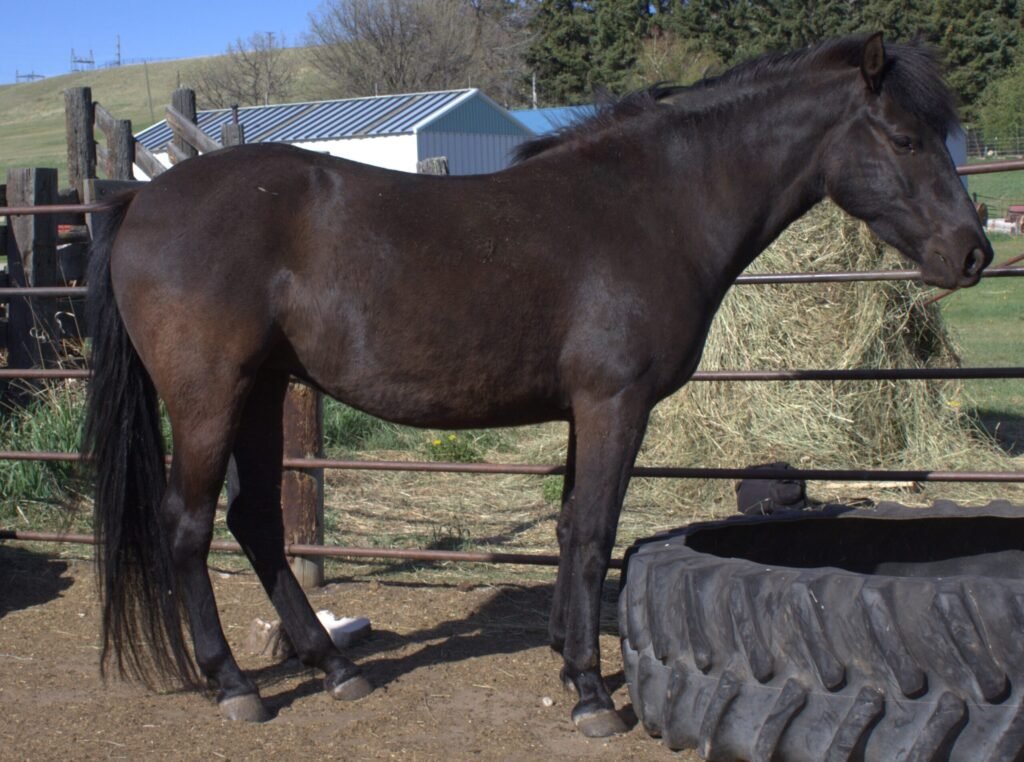 A young black Morgan mare in the corral on a sunny day.