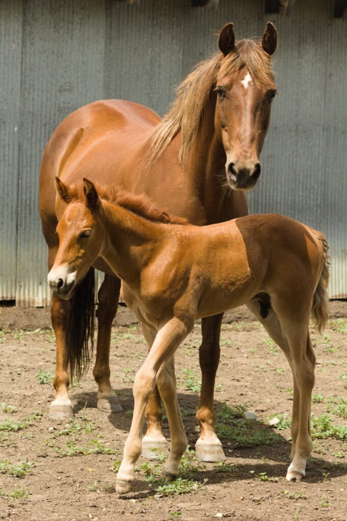 Candys colt