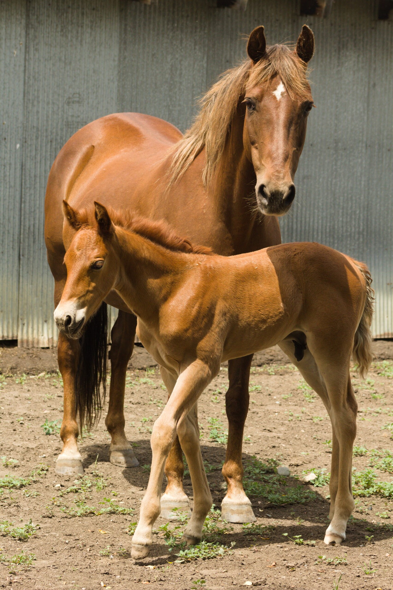Candys colt