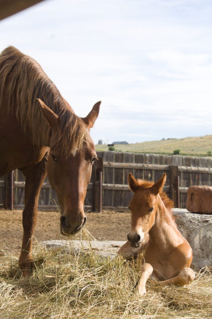 Candys colt