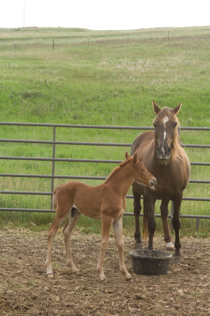 Ramonas colt