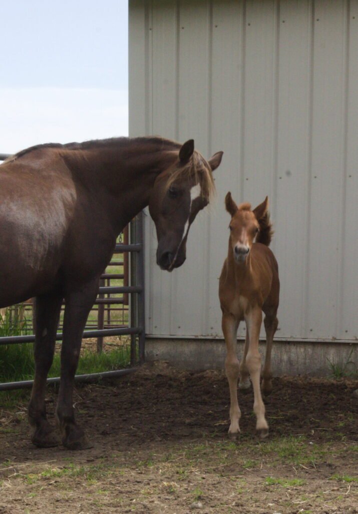 A chestnut Morgan mare with new red colt.