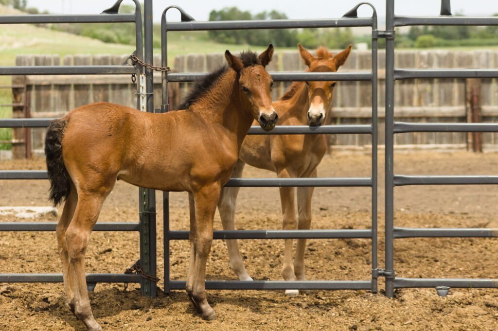 Summer candy foals