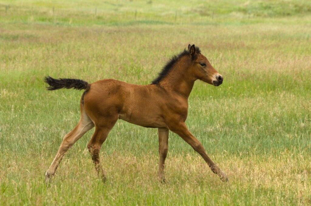 Summers filly