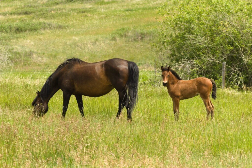 Summers filly