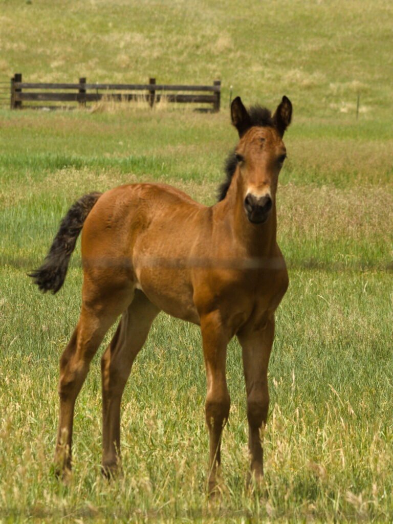 Summers filly