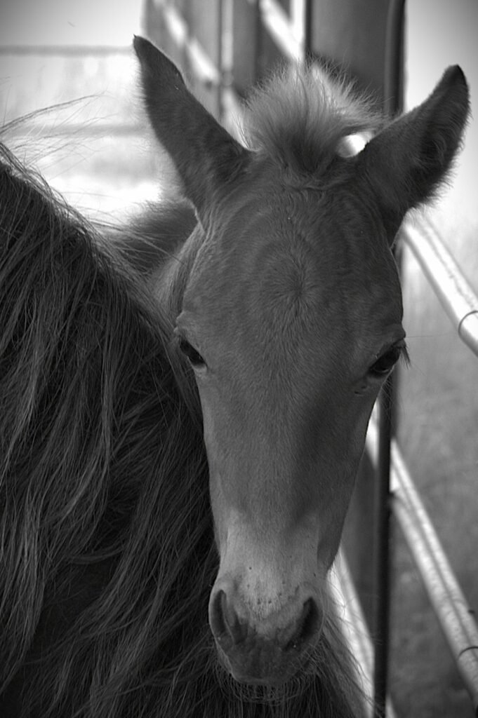 Candys colt