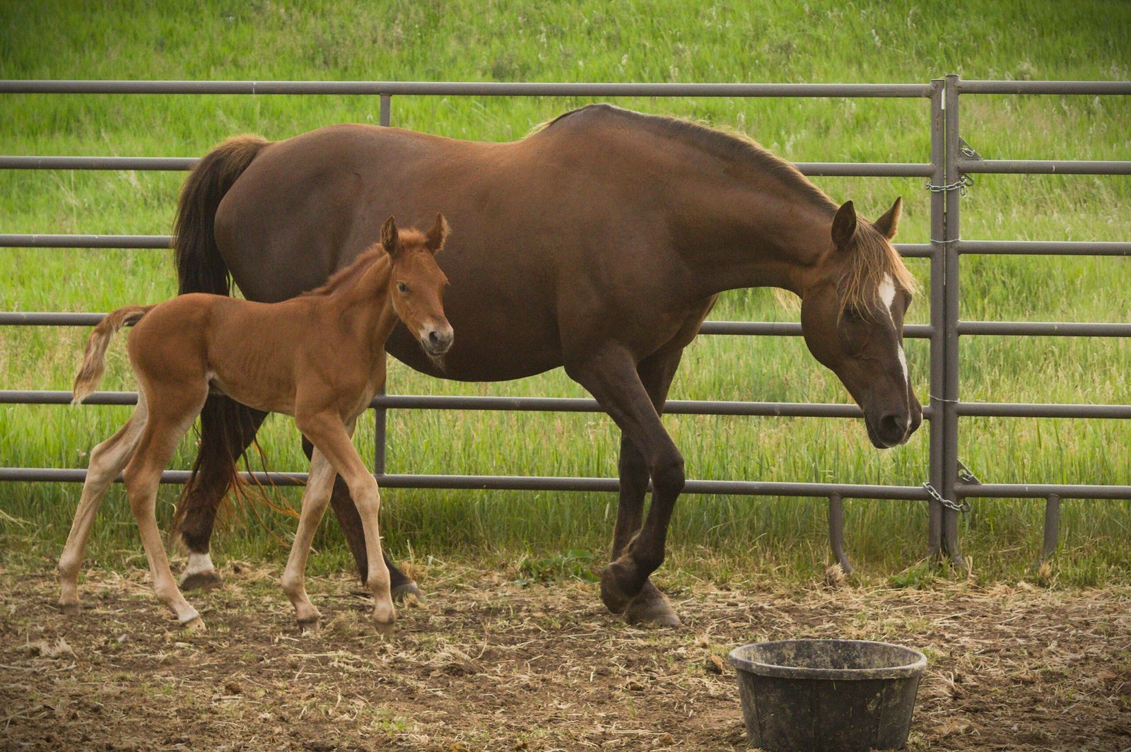 Ramonas colt 1