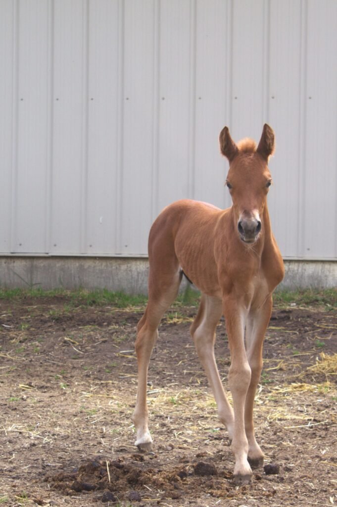 Ramonas colt