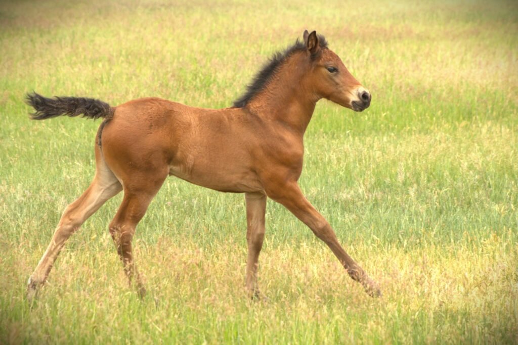 Summer filly